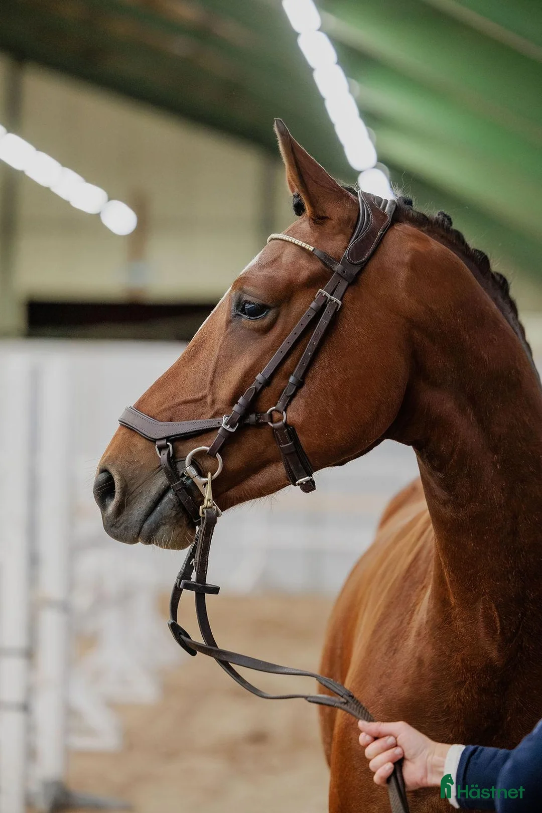 Allround hästar till salu: Lyxhäst för alla grenar🤩 - Annons 2
