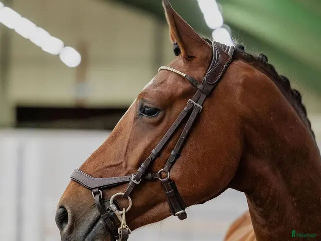 hästar till salu: Lyxhäst för alla grenar🤩 - Annons 2
