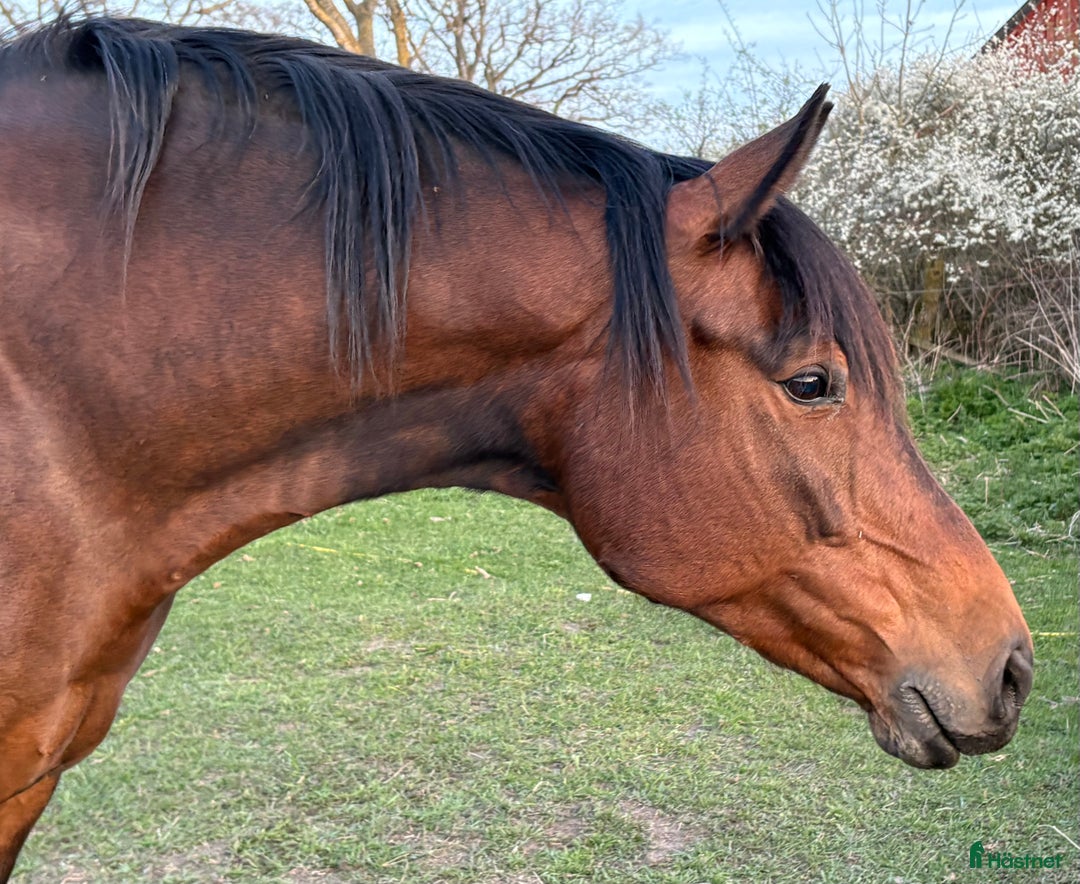Dressyr hästar till salu: BOKAD: Avelssto dräktig m Hesselhøj D.U i Kalmar - Annons 6
