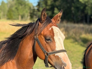 Övrigt hästar till salu: Trevligt Quarter sto ev byte i Lidköping - Annons 2