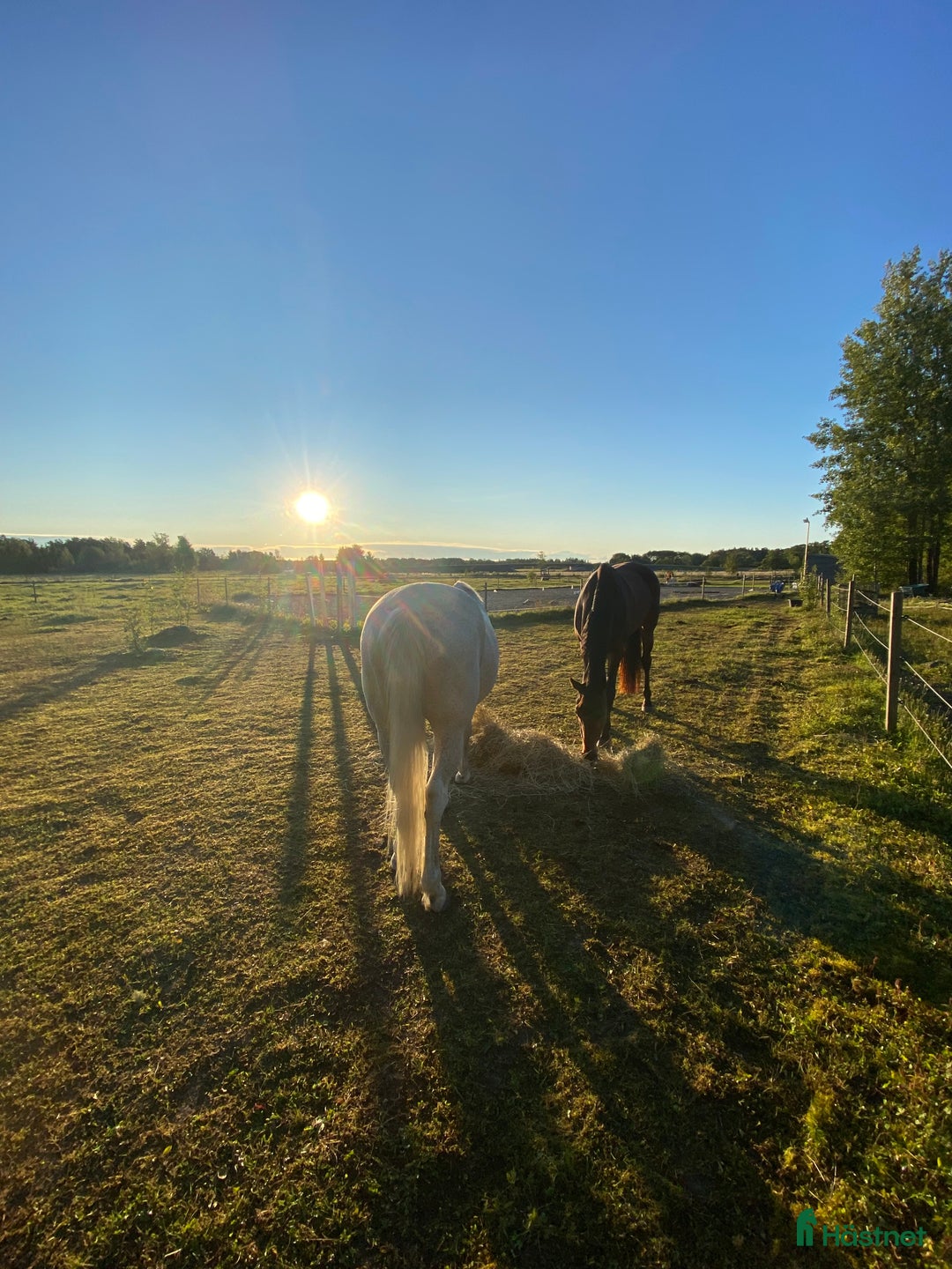  medryttarhäst finnes: Medryttare sökes i Enköping - Annons 2