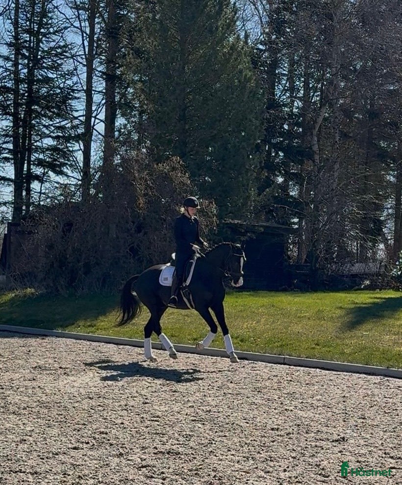  hästar Dressyr KWPN-valack med kvalitet och potential - Annons 2
