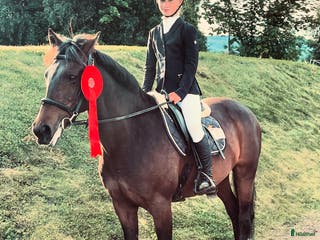 hästar Sprangponni til salgs i Kråkerøy - Annons 1