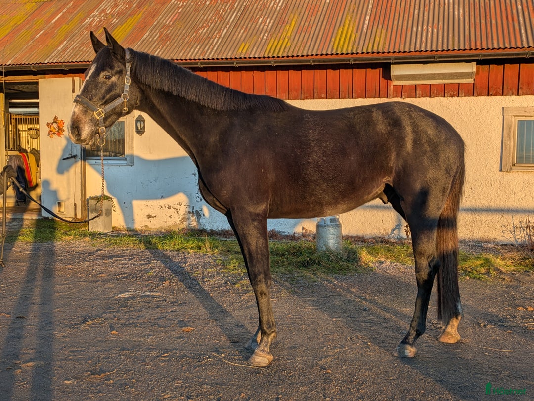 Hoppning hästar till salu: Lyckhems Lupuz  i Fjärås - Annons 5