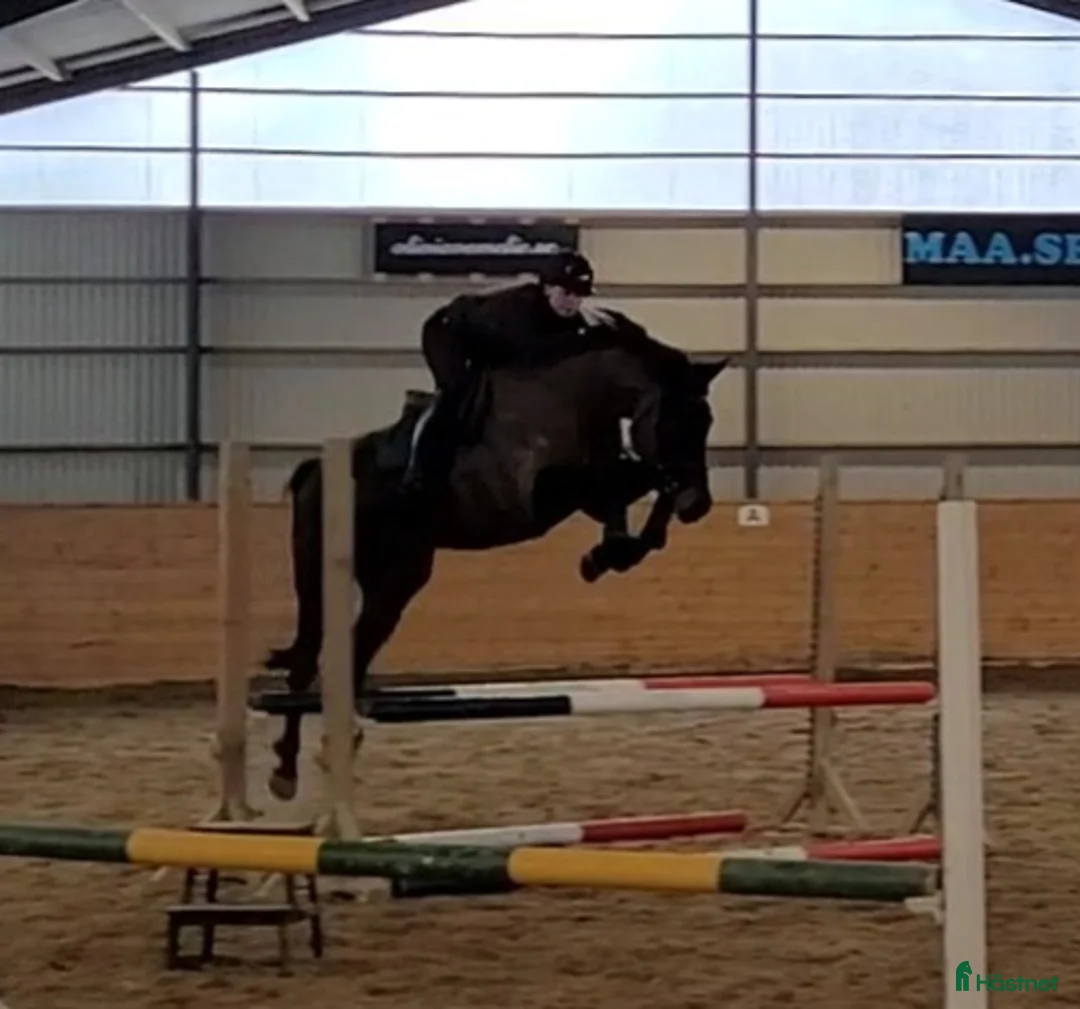 Hoppning hästar till salu: Talangful och snäll 5åring! 🌟 i Ullared - Annons 1