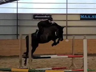 hästar Talangful och snäll 5åring! 🌟 i Ullared - Annons 13