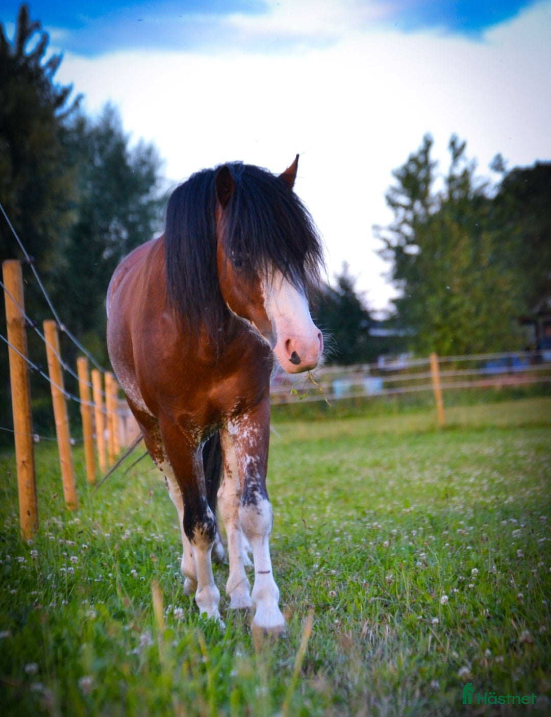 Allround hästar till salu: Fin välstammad welsh Mountain  i Vollsjö - Annons 1