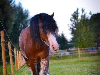 hästar Fin välstammad welsh Mountain i Vollsjö - Annons 1