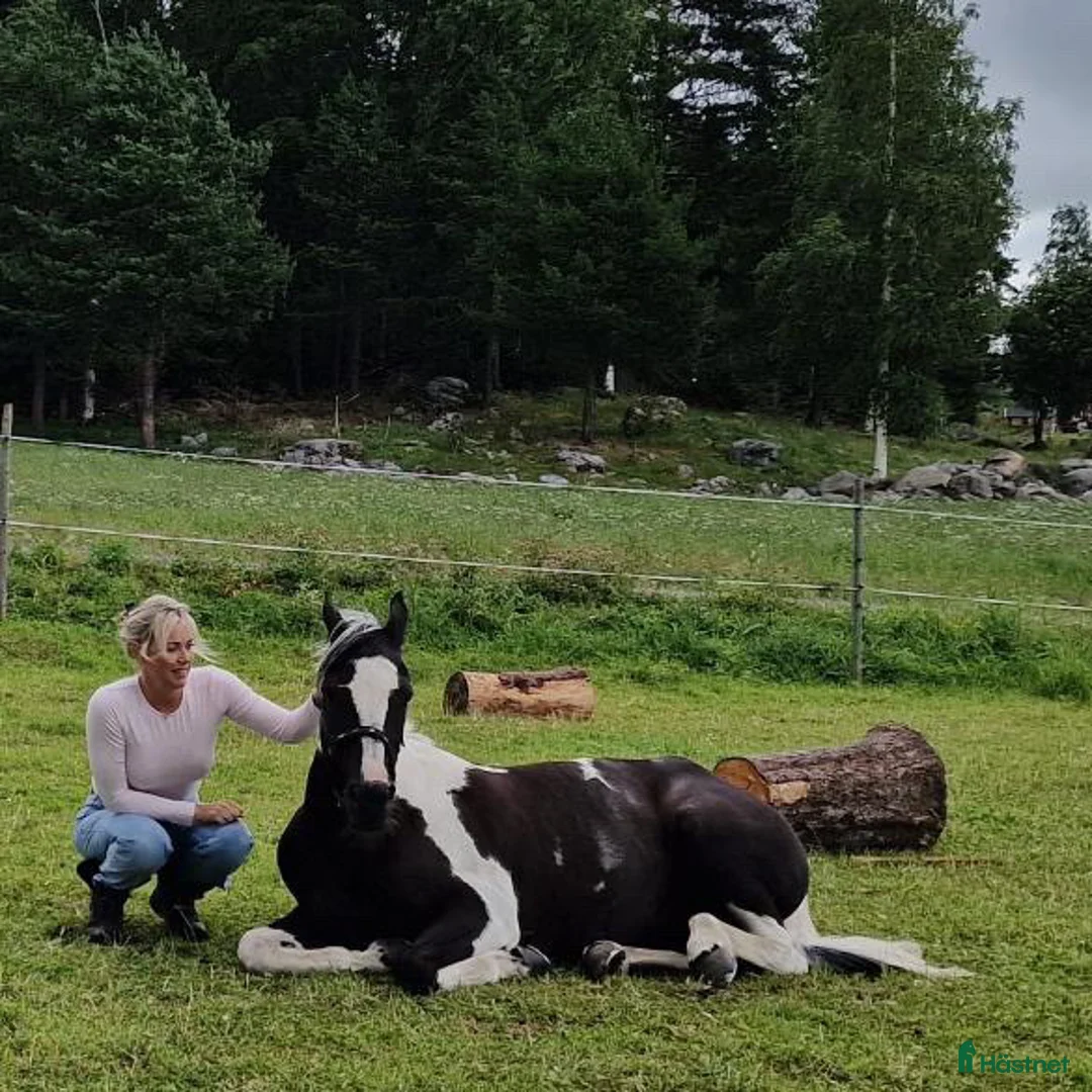 Allround hästar till salu: Världens snällaste Happy!  - Annons 4