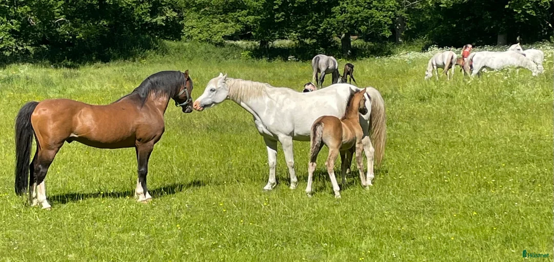 Galleribild {{count}}