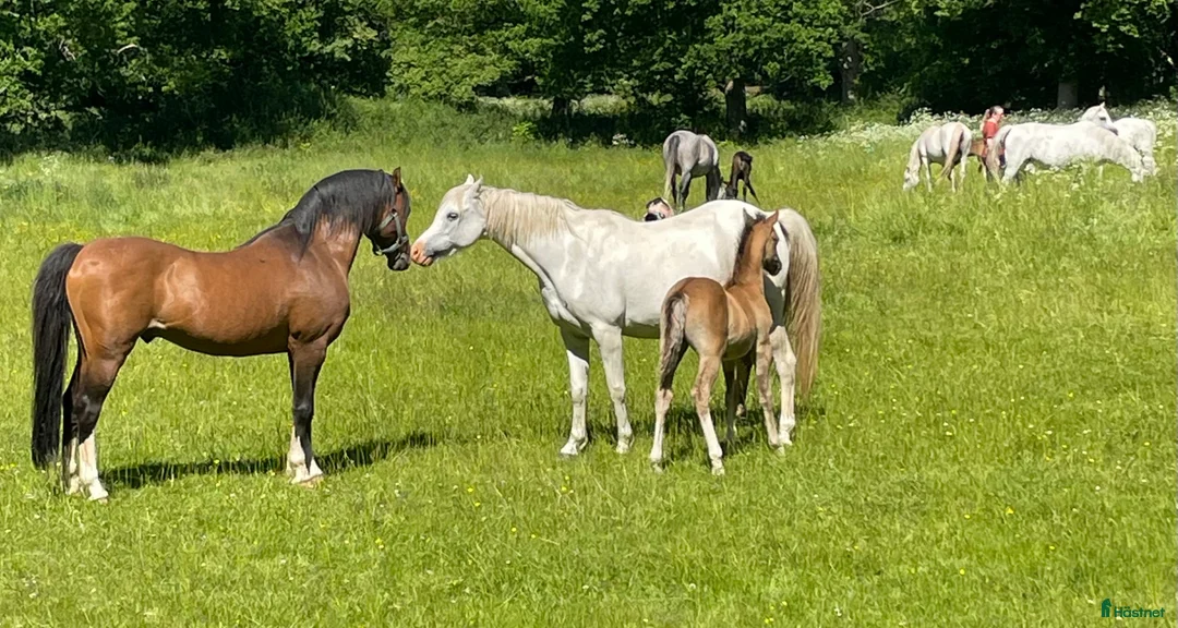 Galleribild {{count}}