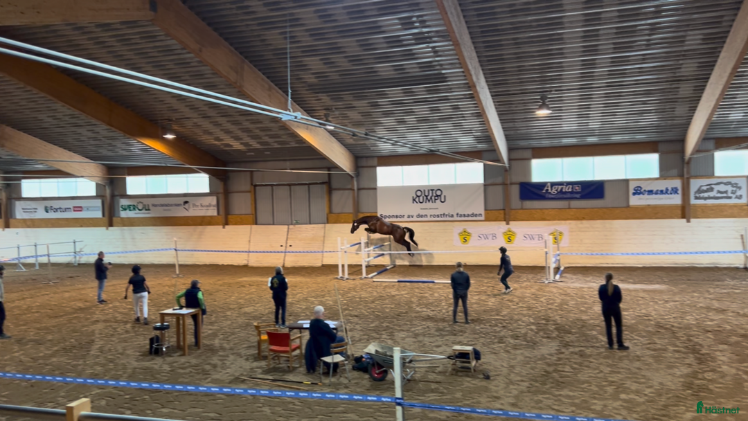 Hoppning hästar till salu: Snygg kille för framtiden i Säter - Annons 4