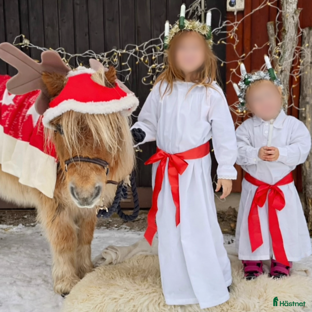  hästar Valack – världens snällaste barnponny - Annons 14