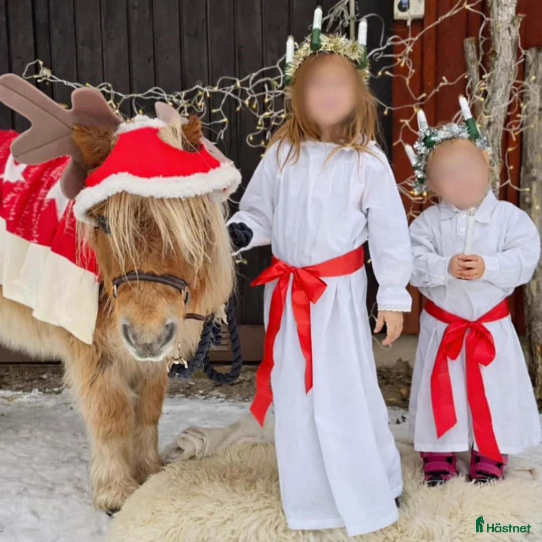 Allround hästar till salu: Valack – världens snällaste barnponny - Annons 1