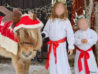 hästar Valack – världens snällaste barnponny - Annons 14