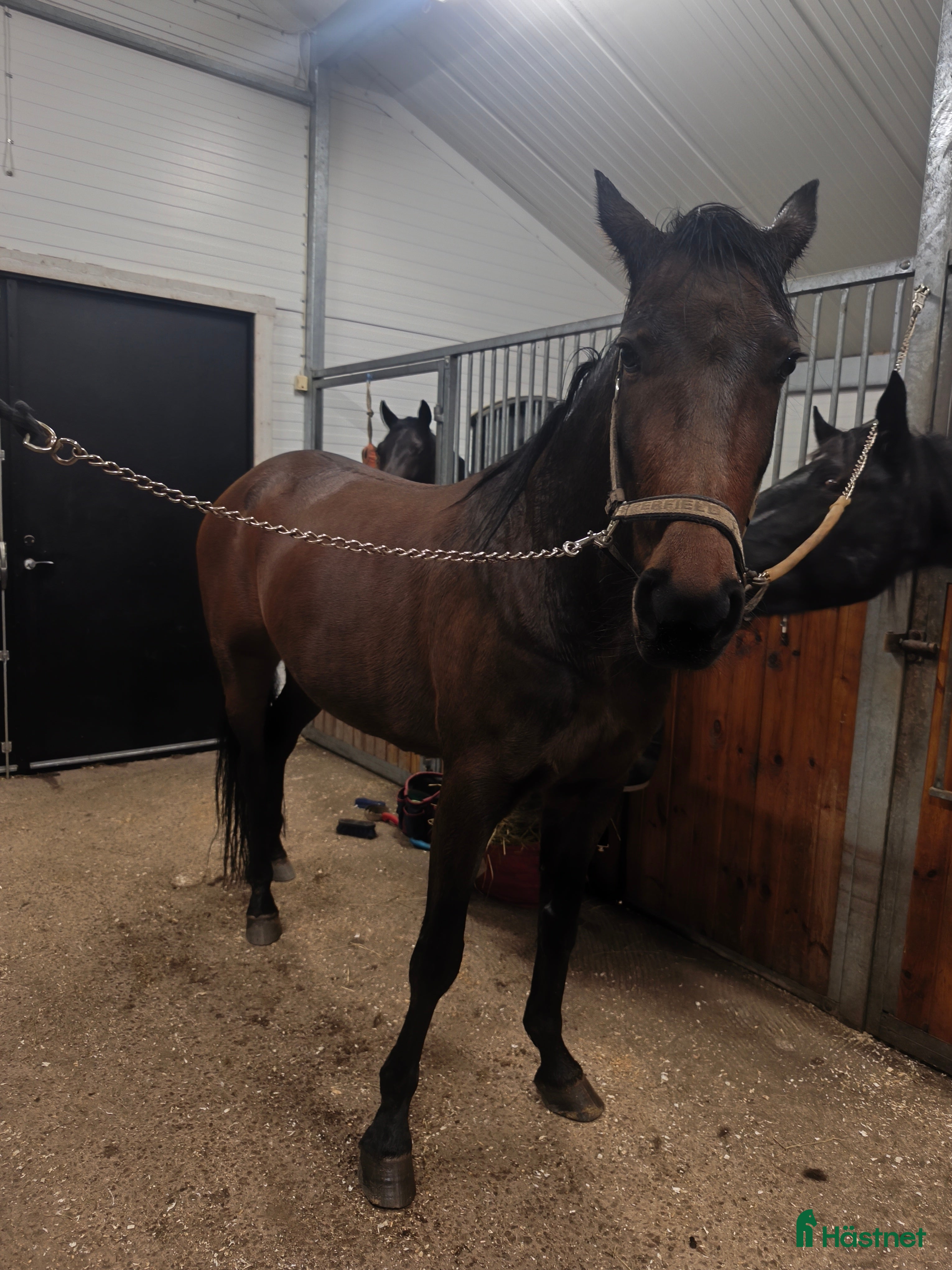  hästar Underbara Acke i Sexdrega - Annons 22