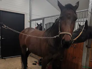 hästar Underbara Acke i Sexdrega - Annons 22