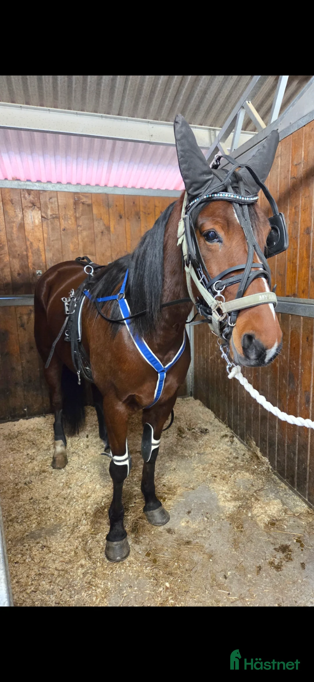 Trav hästar till salu: 4 årigt sto - Annons 2