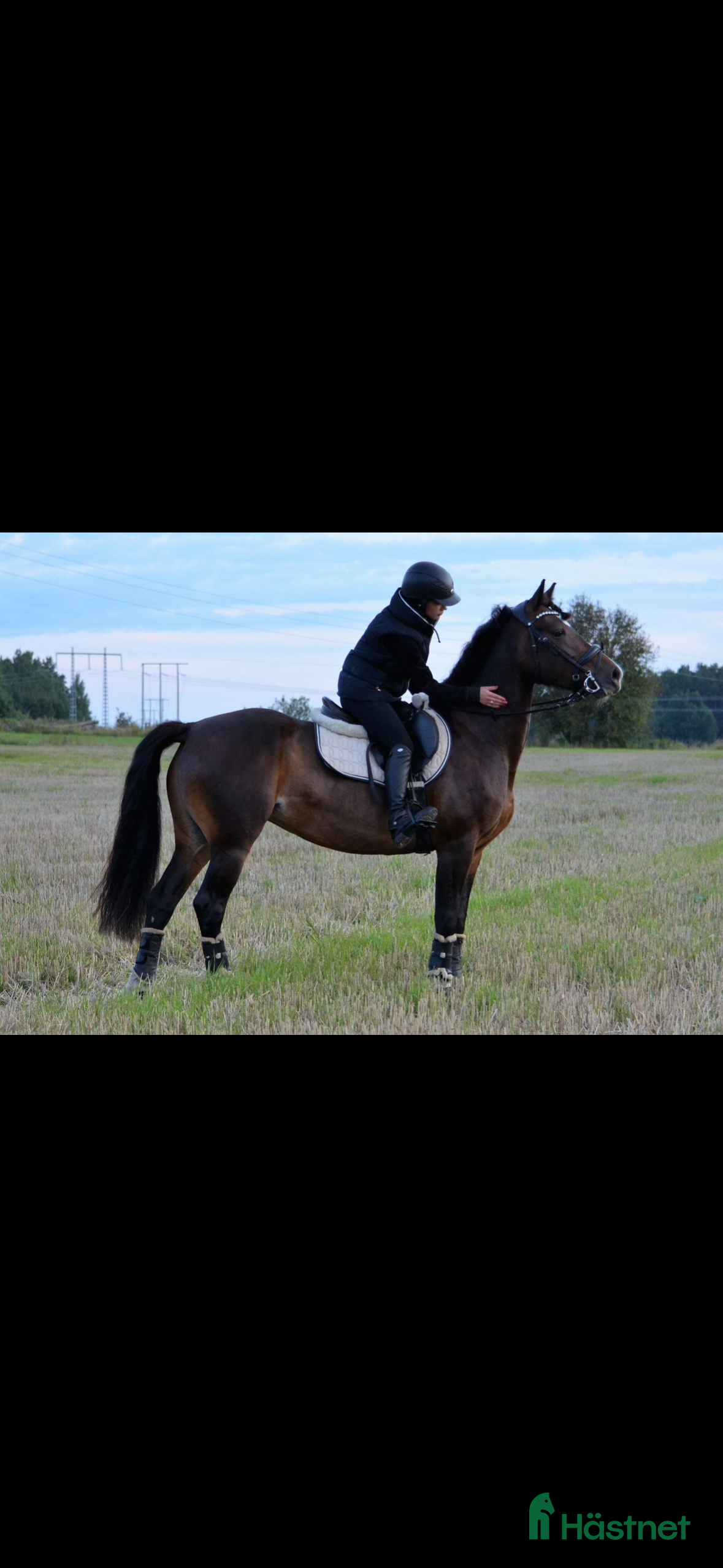  hästar Har du min nya stjärna  - Annons 4