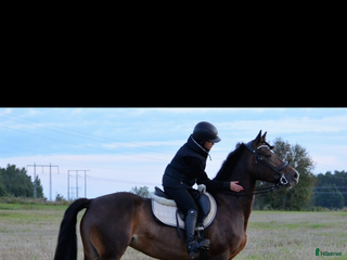 hästar Har du min nya stjärna - Annons 4