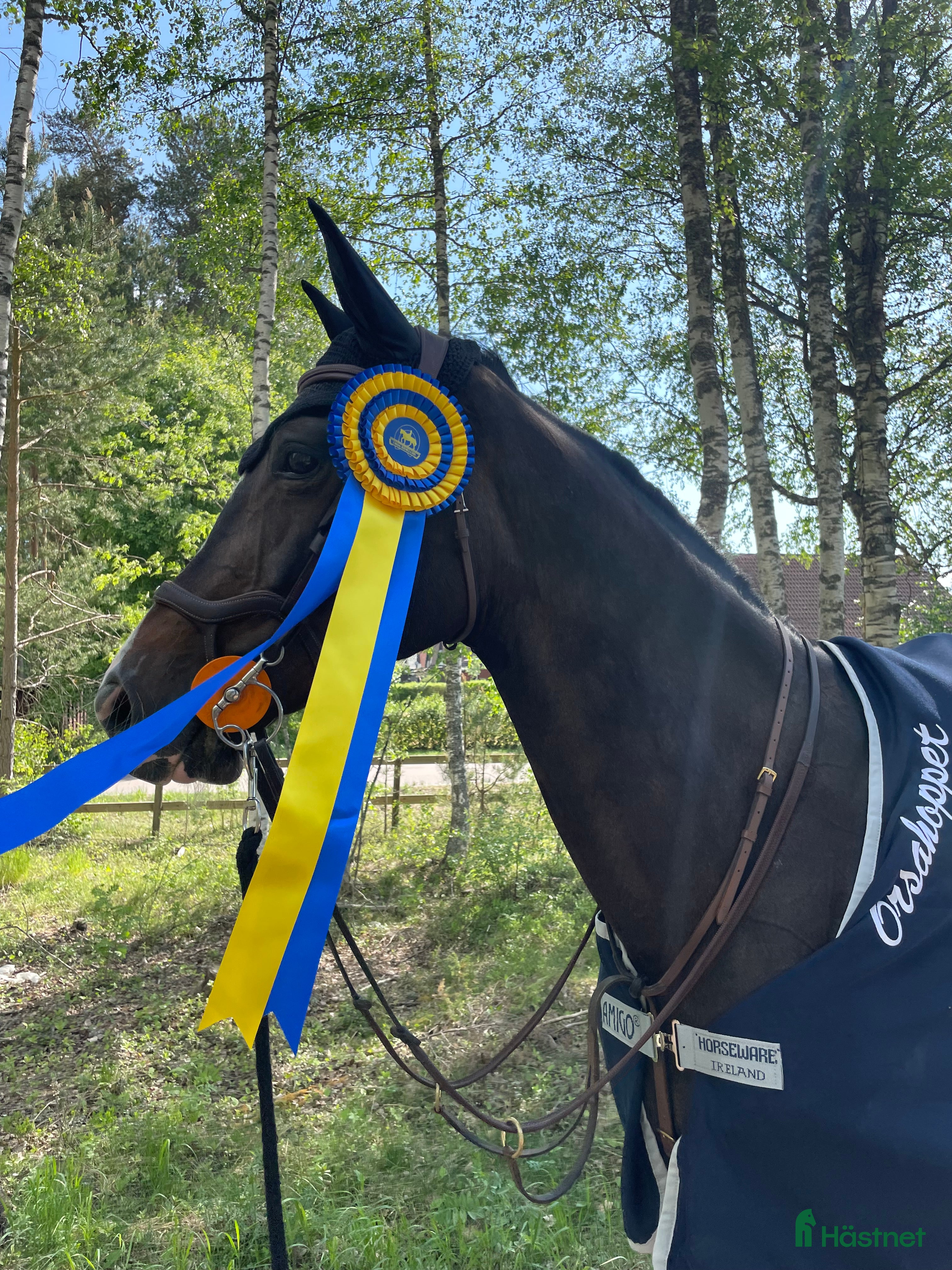  hästar Hopphäst säljes  - Annons 18