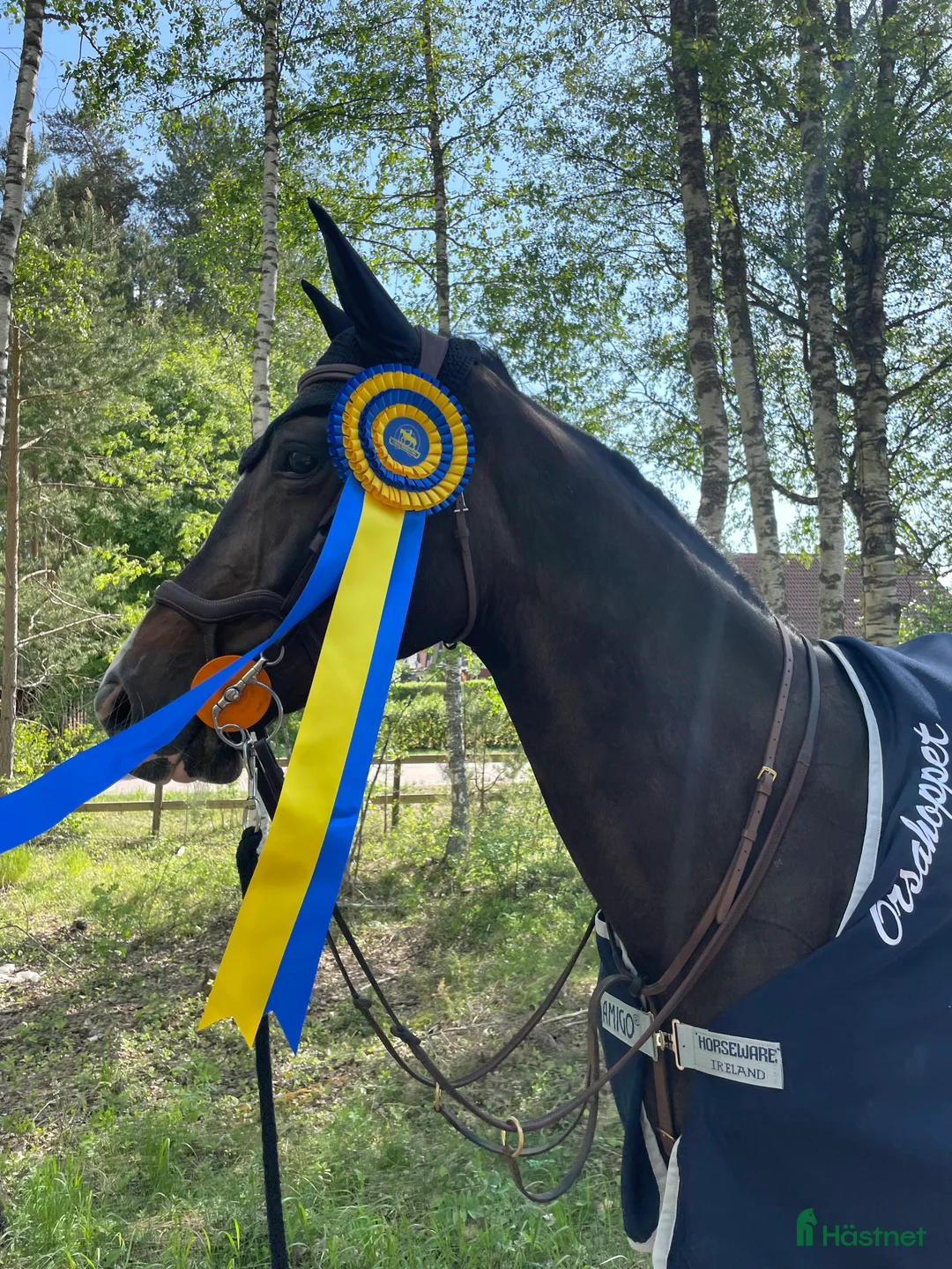 Hoppning hästar till salu: Hopphäst säljes  - Annons 1