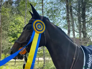 hästar Hopphäst säljes - Annons 18