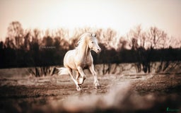 Avelshästar hästar till salu: Welsh av Cobtyp hingst! Kan även kastreras i Heby - Bild 10