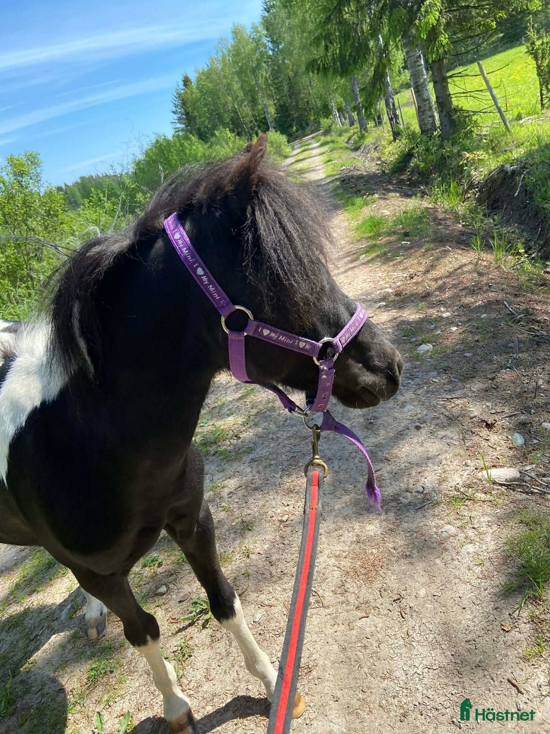 Allround hästar till salu: Trevlig miniatyr! i Säffle - Annons 1