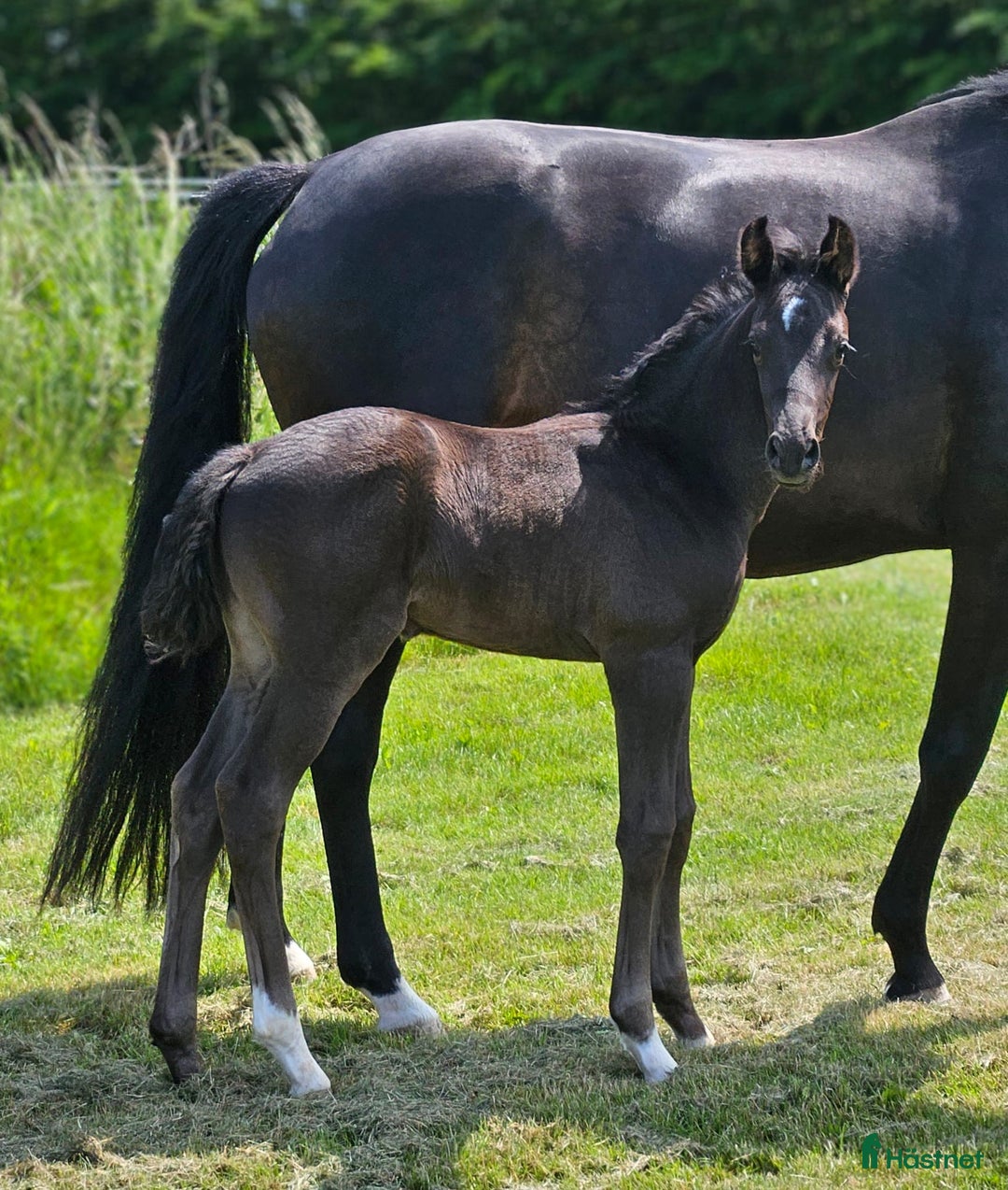 Dressyr hästar till salu: Eminent gold medal dressage foal - Annons 3