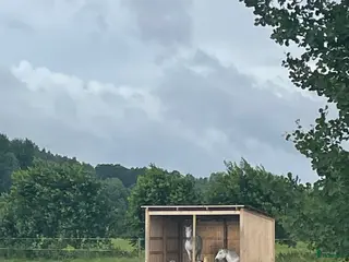 stallplats finnes: Sommarbete Lindome i Lindome - Annons 1