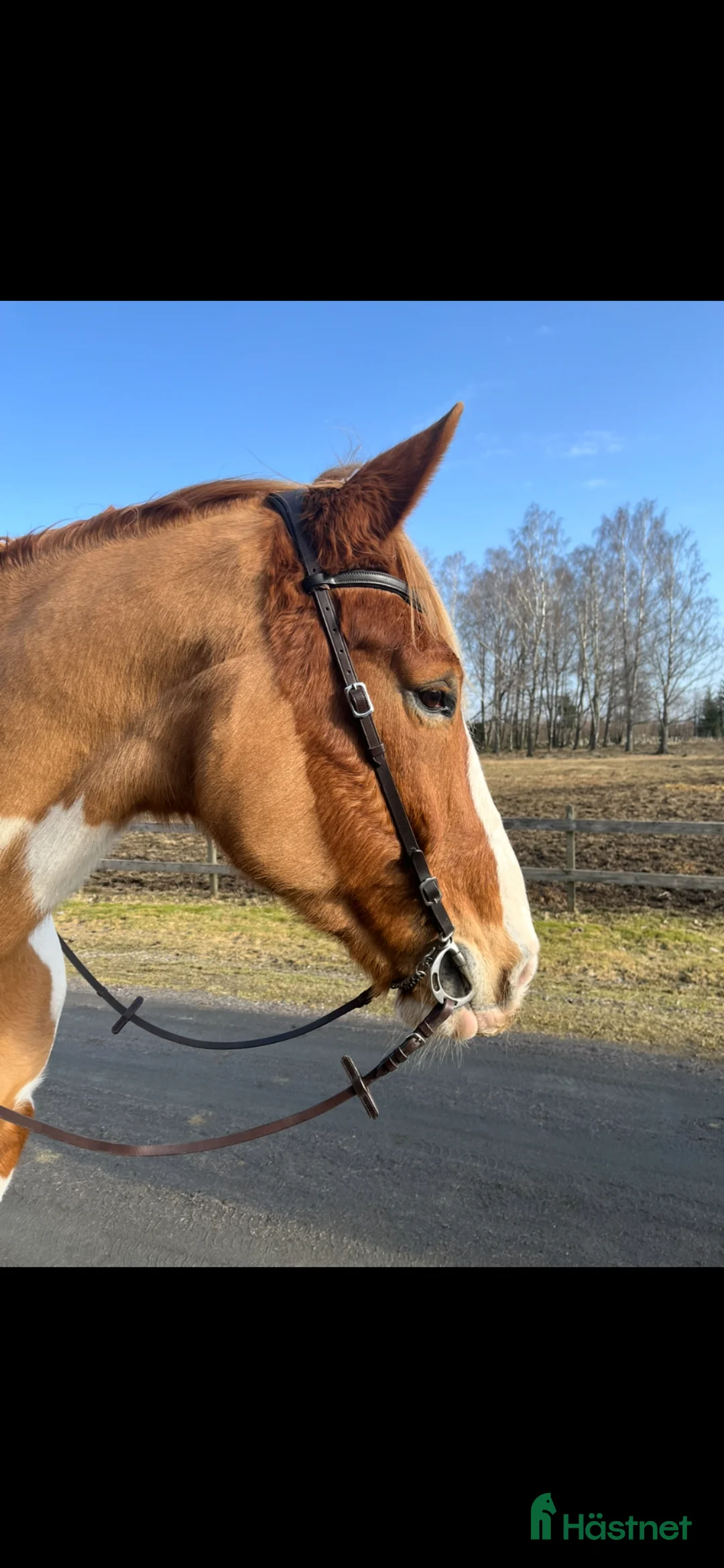  medryttarhäst finnes: Medryttare sökes (Ulricehamn)  - Annons 2