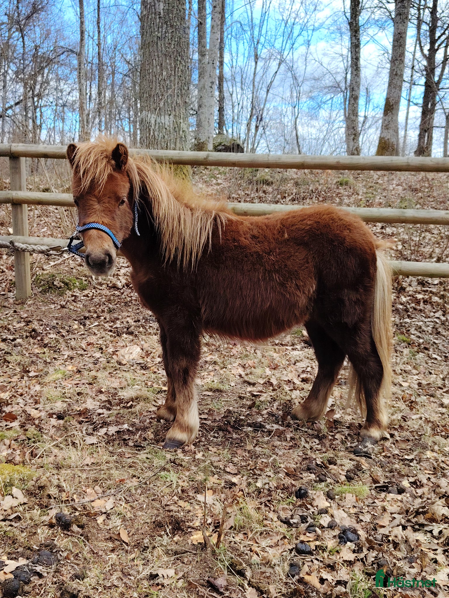  hästar Lipton söker sällskap!  - Annons 2