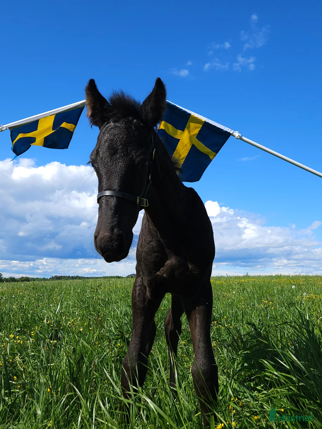 Allround hästar till salu: Trevligt ung frieser - Annons 5