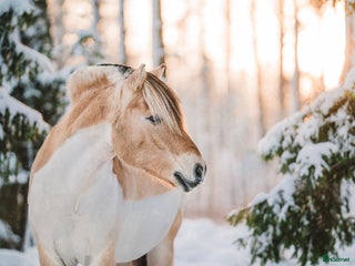 hästar Välutbildad valack som älskar att hoppa i Skövde - Annons 9