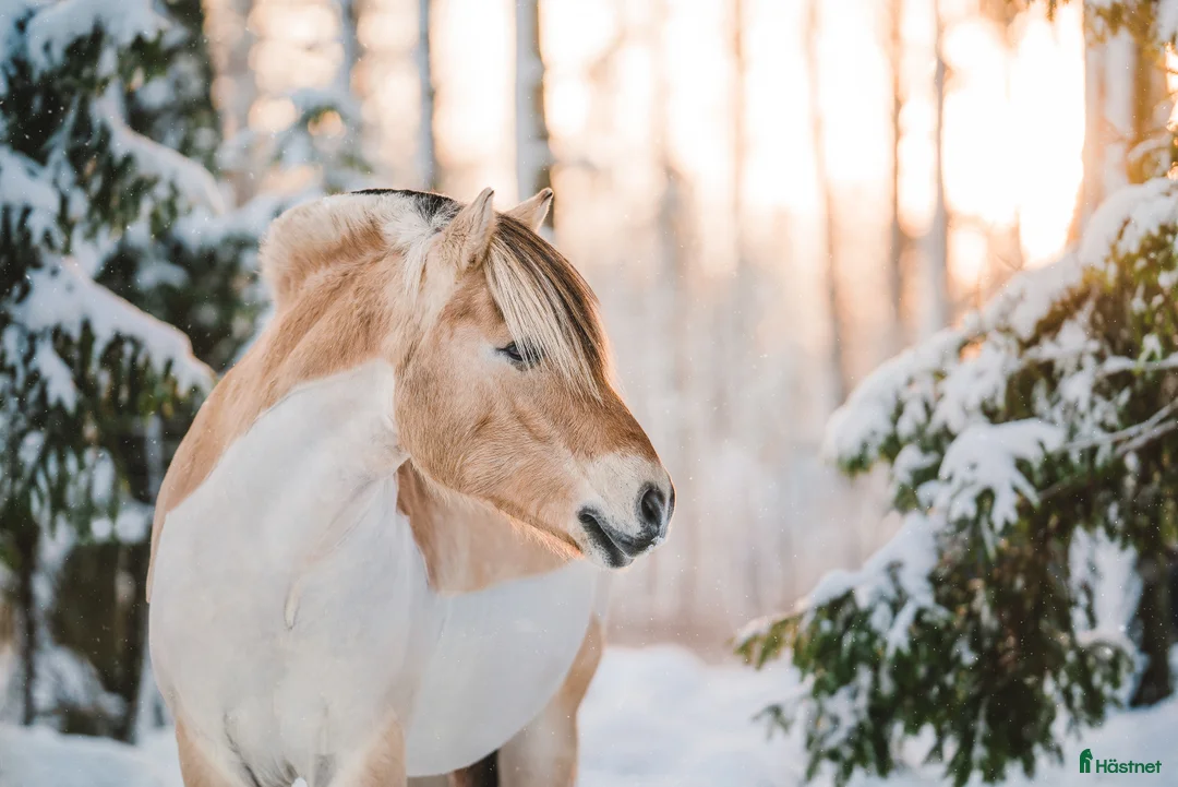 Allround hästar till salu: Välutbildad valack som älskar att hoppa i Skövde - Annons 1