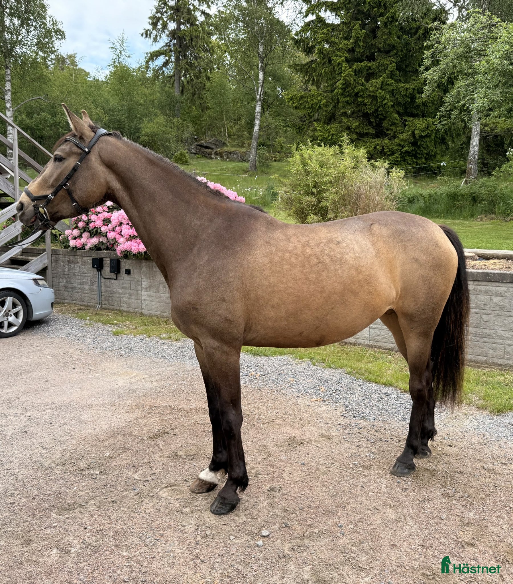  hästar 3-årigt sto med utstrålning och potential - Annons 1