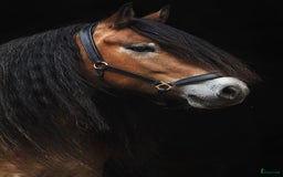 Allround hästar till salu: Blända, en mycket fin 1 åring! i Klintehamn - Bild 10