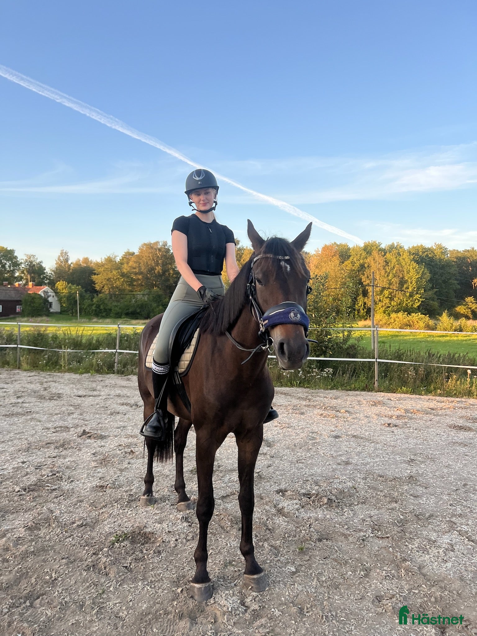  hästar Swb valack 4år i Björnlunda - Annons 5