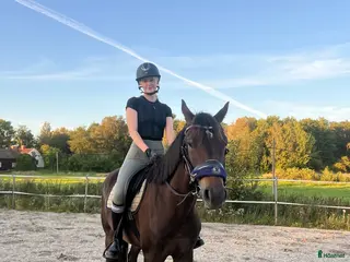 hästar Swb valack 4år i Björnlunda - Annons 5