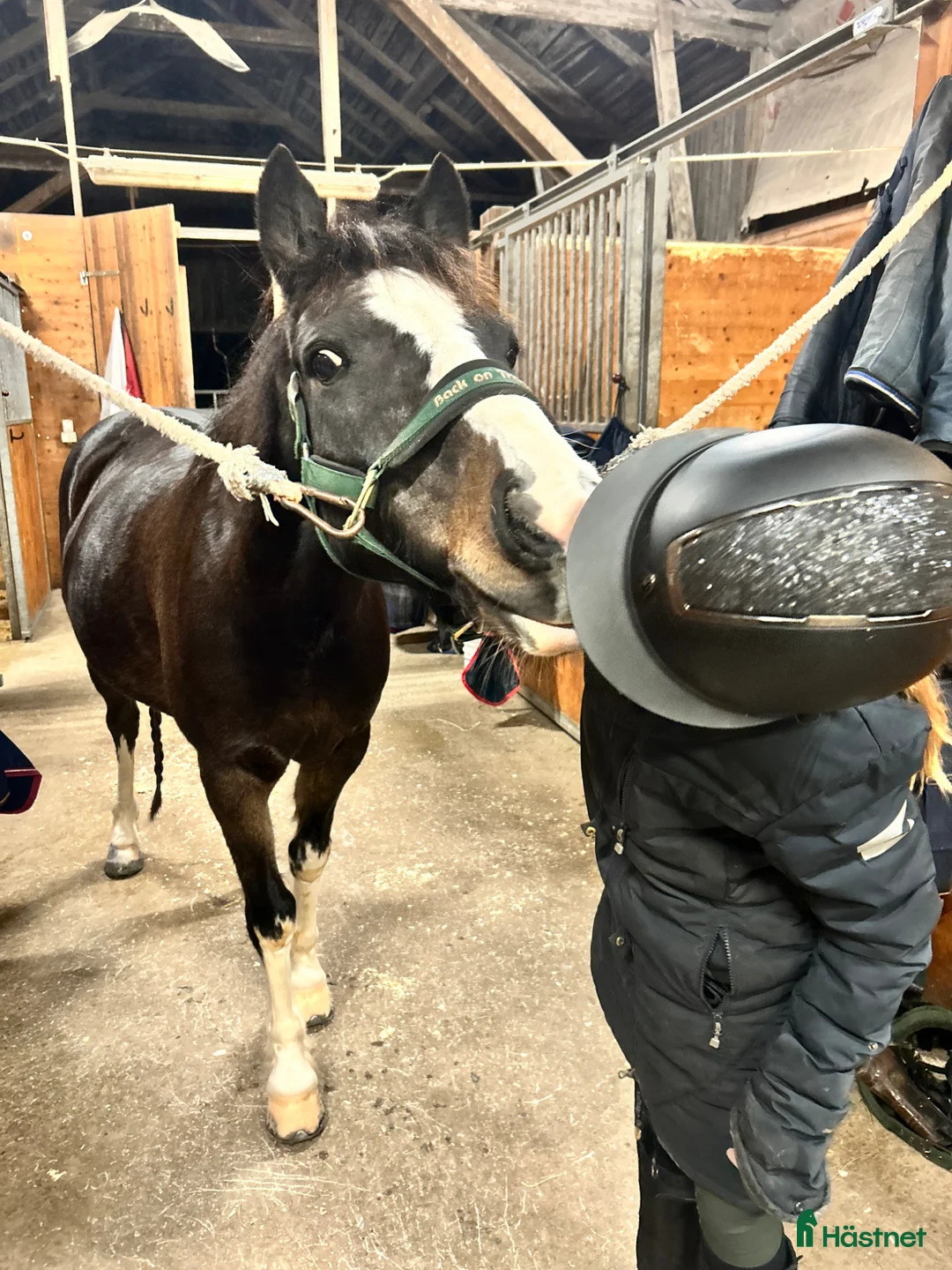 Allround hästar till salu: C-ponny valack född 2009 i Morgongåva - Annons 2