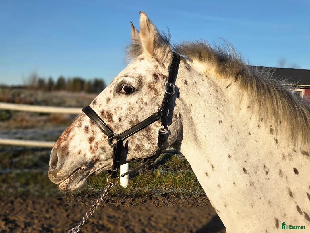 Allround hästar till salu: Mor och dotter ponny - Annons 1