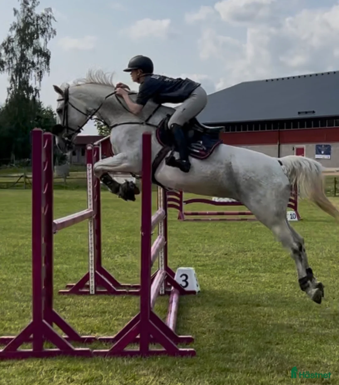  foderhäst sökes: Hopphäst för ev senare köp i Bräkne-Hoby - Annons 1