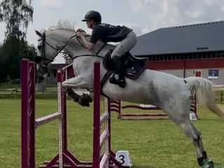 foderhäst Hopphäst för ev senare köp - Annons 1