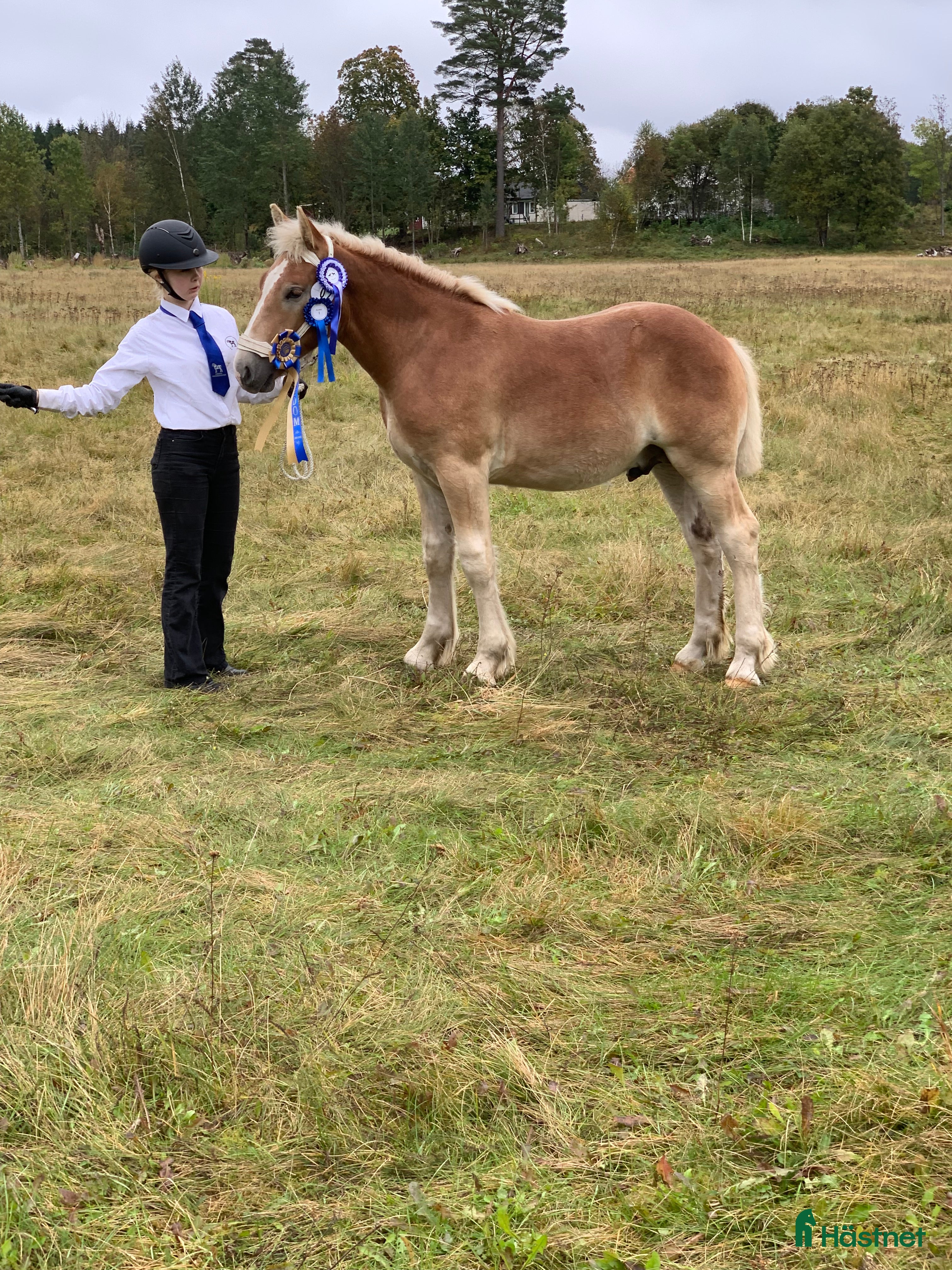  hästar Ardenner f 2024 och 2025 - Annons 8