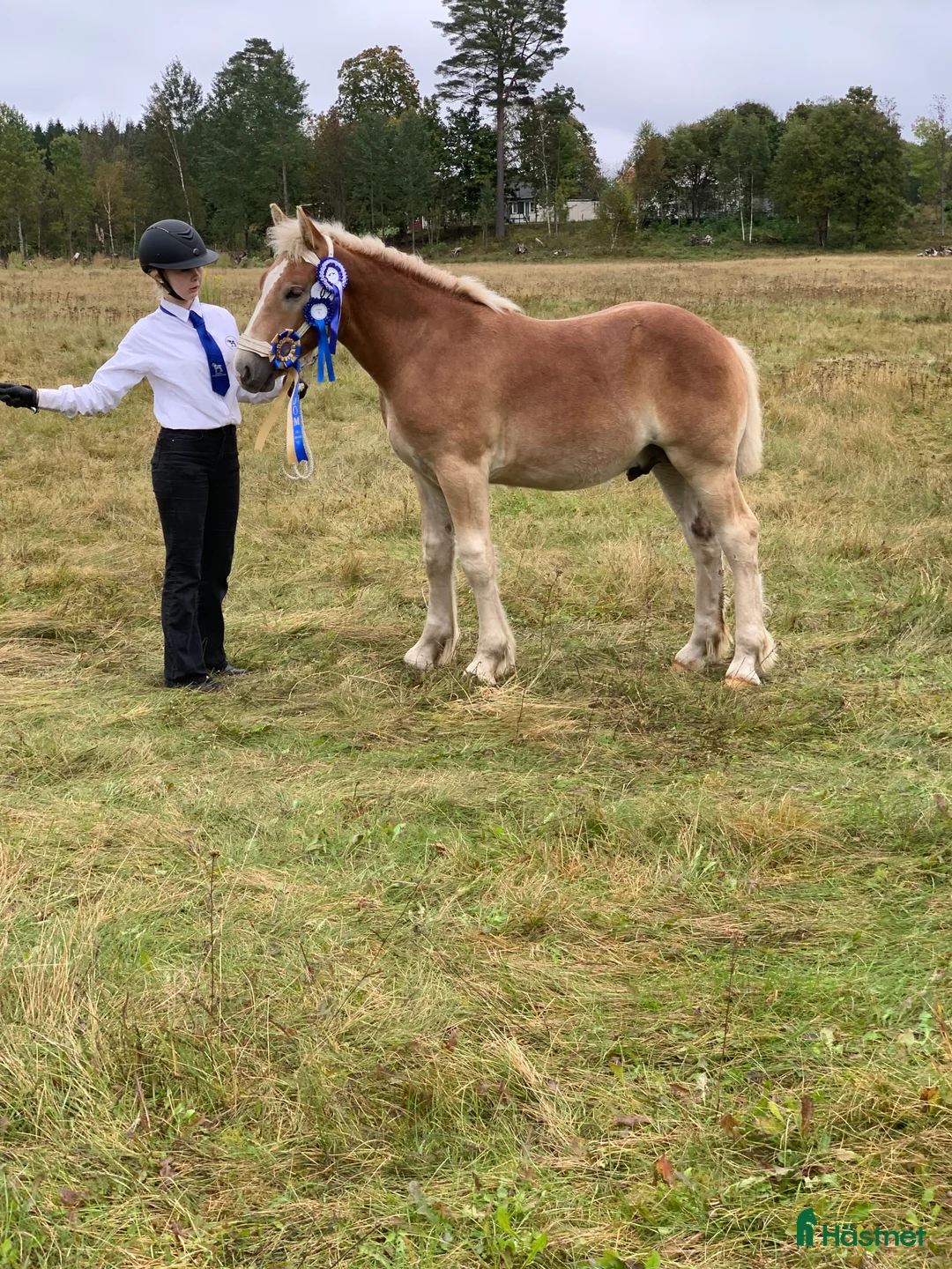 Allround hästar till salu: Ardenner f 2024 och 2025 i Timmele - Annons 2