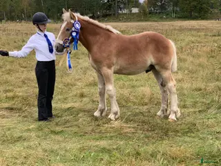 hästar Ardenner f 2024 och 2025 - Annons 8