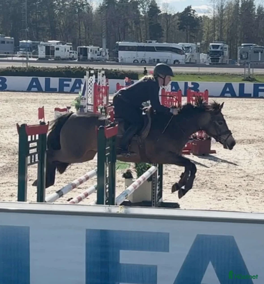 Hoppning hästar till salu: Vackert hoppsto d-ponny 148 cm född-17 i Hemse - Annons 2