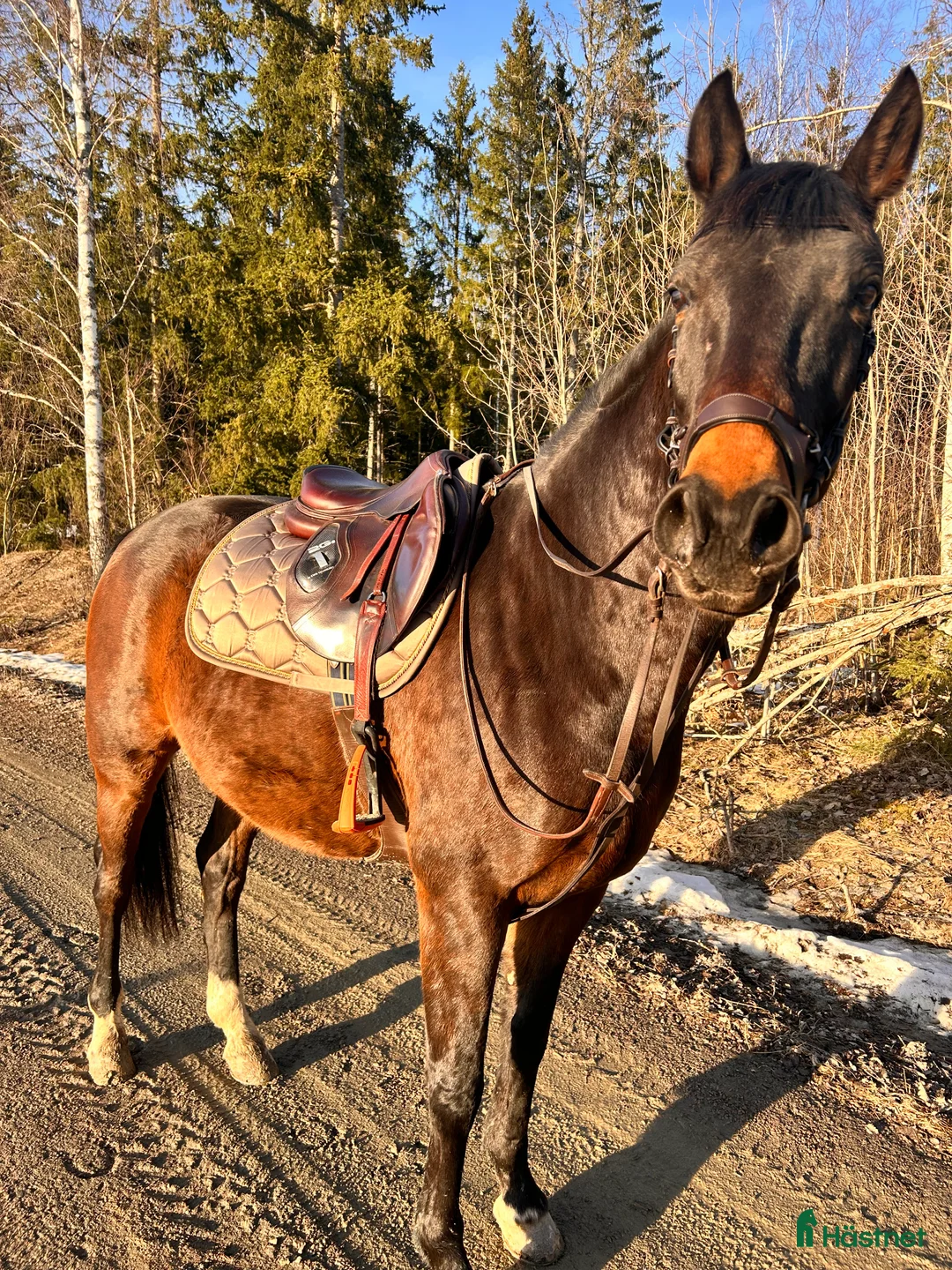 Hoppning hästar till salu: Häst som kan nå så långt du vill!! - Annons 1