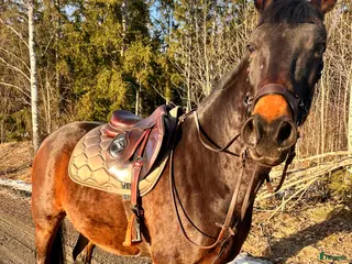 hästar Häst som kan nå så långt du vill!! - Annons 4